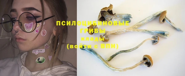 гашик Дмитров